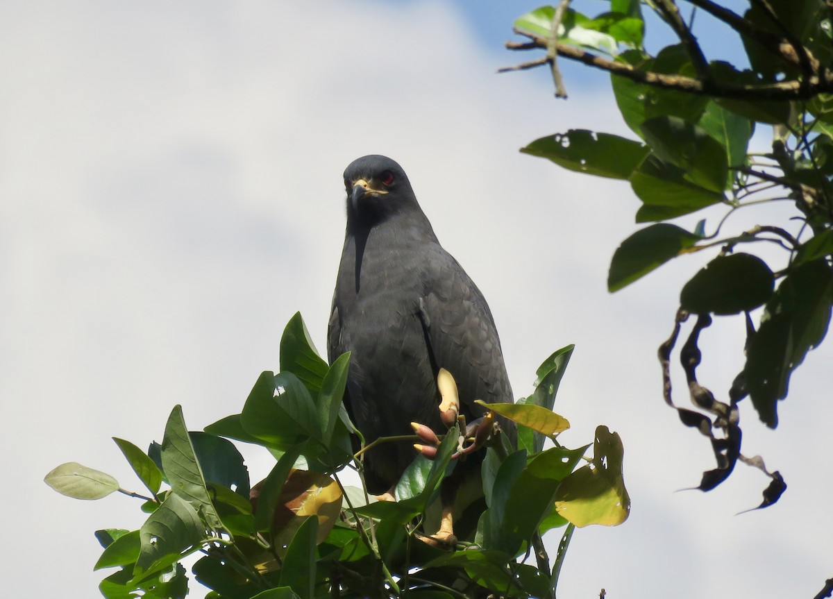 Snail Kite - ML146751481