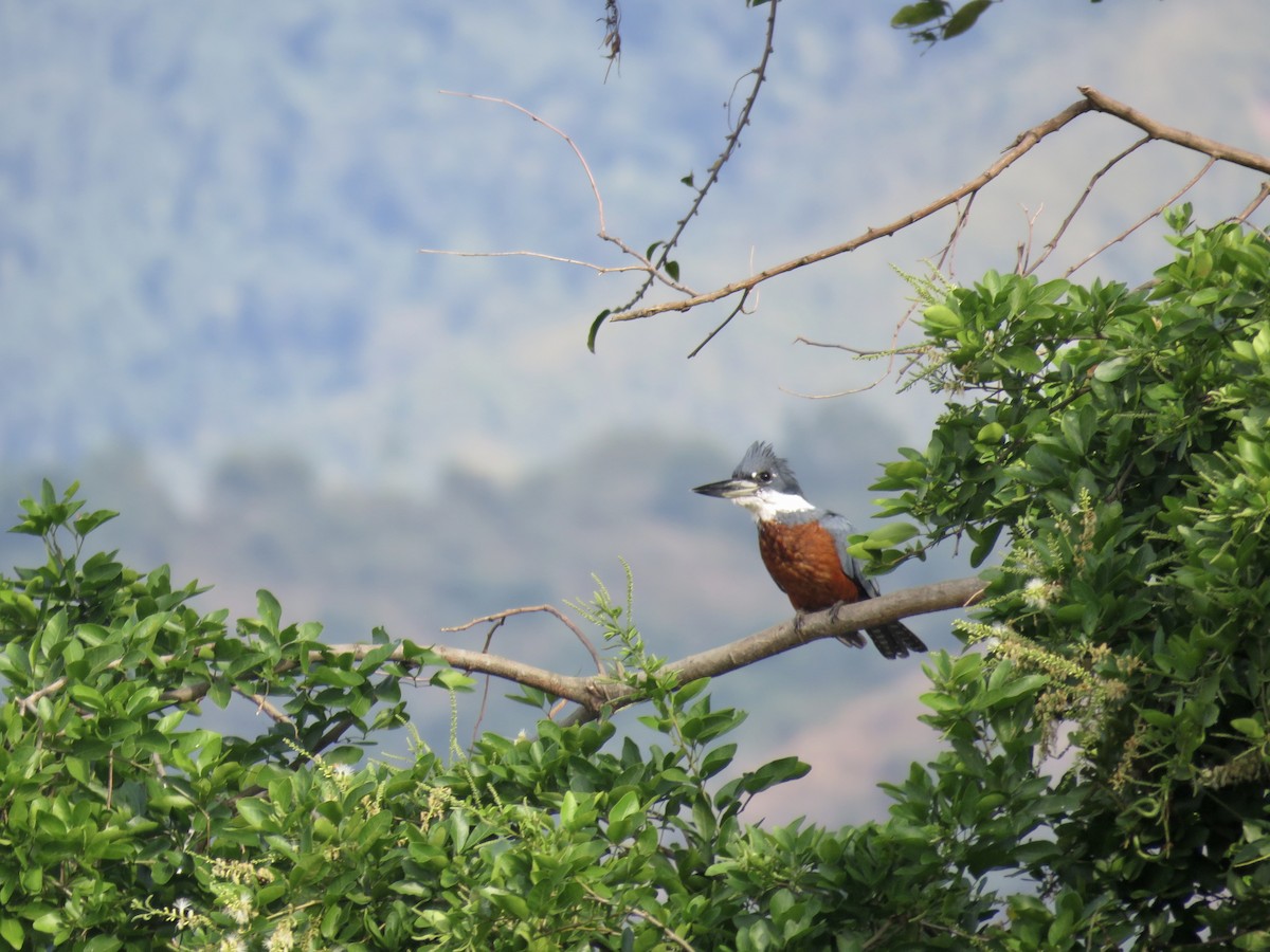 Ringed Kingfisher - ML146751591