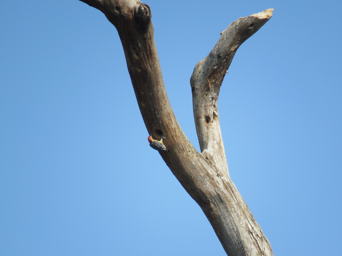 Red-crowned Woodpecker - ML146751691