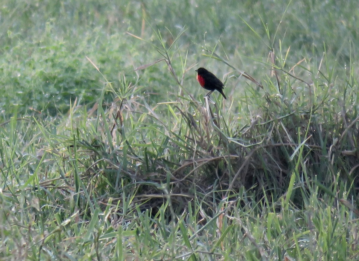 Red-breasted Meadowlark - ML146752351