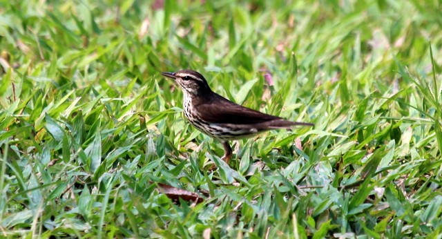 Northern Waterthrush - Rolando Chávez