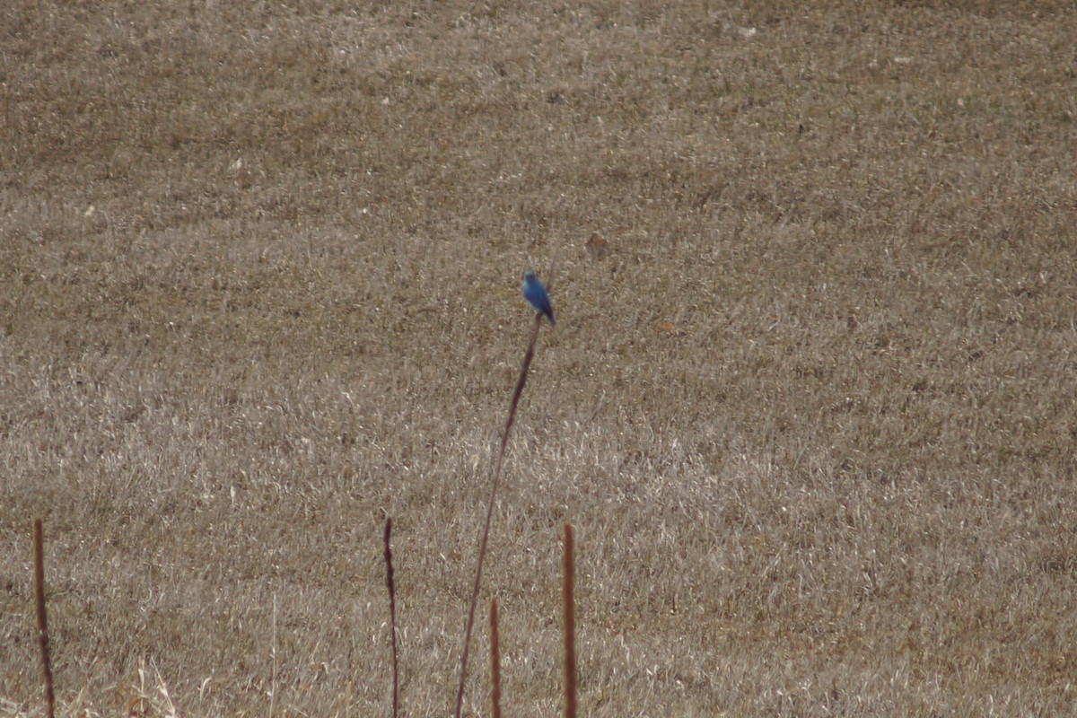 Mountain Bluebird - ML146754111