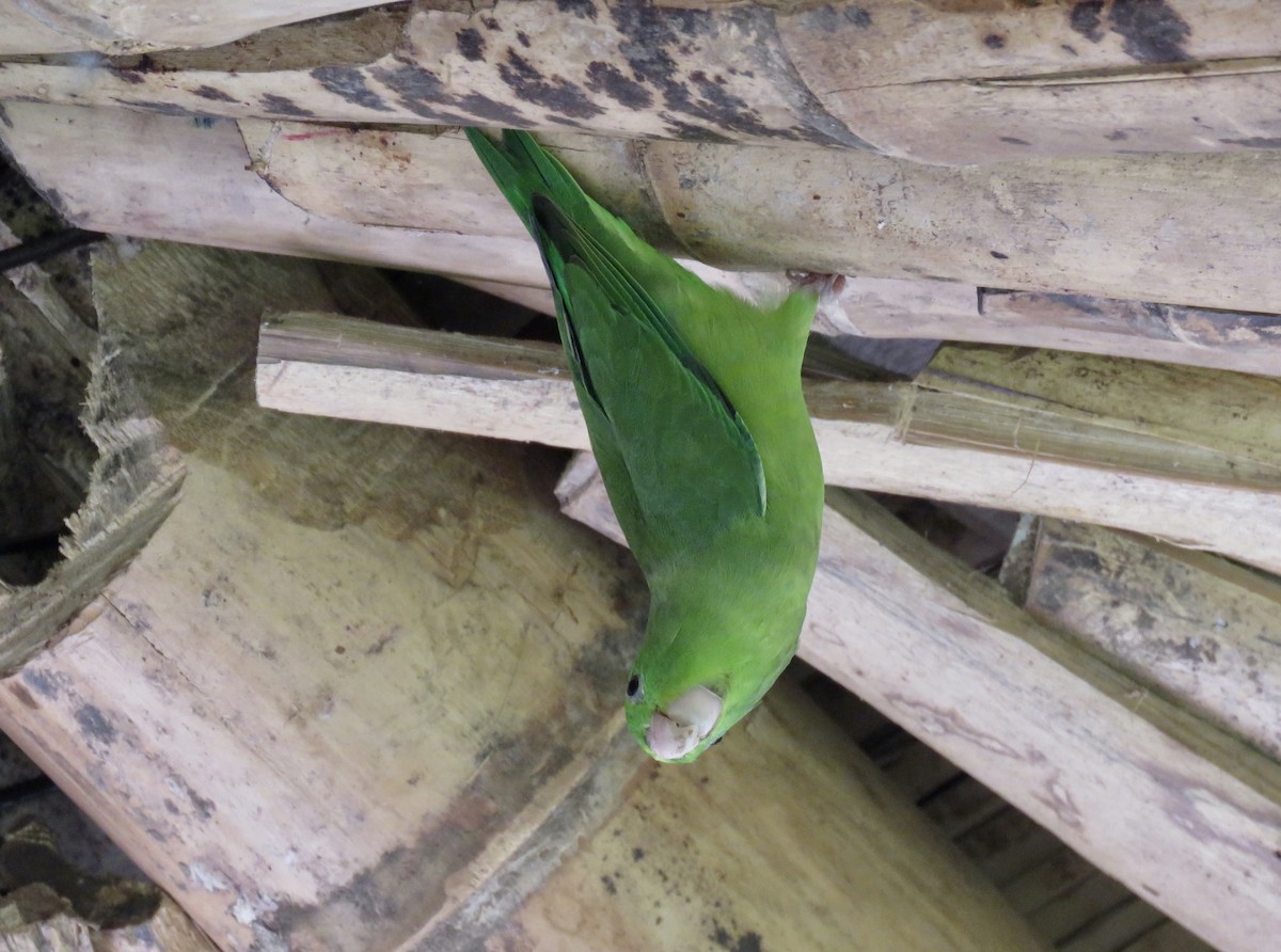 Spectacled Parrotlet - ML146754711