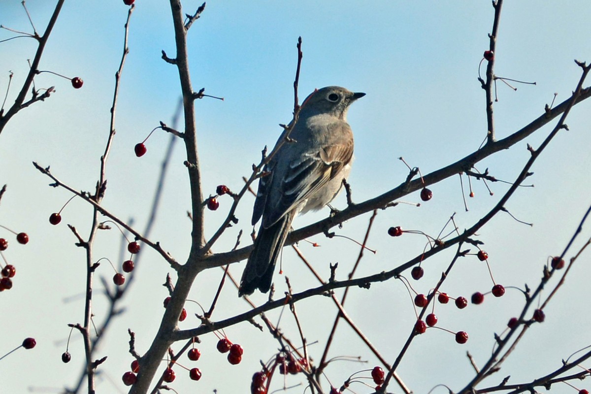 Townsend's Solitaire - ML146755751