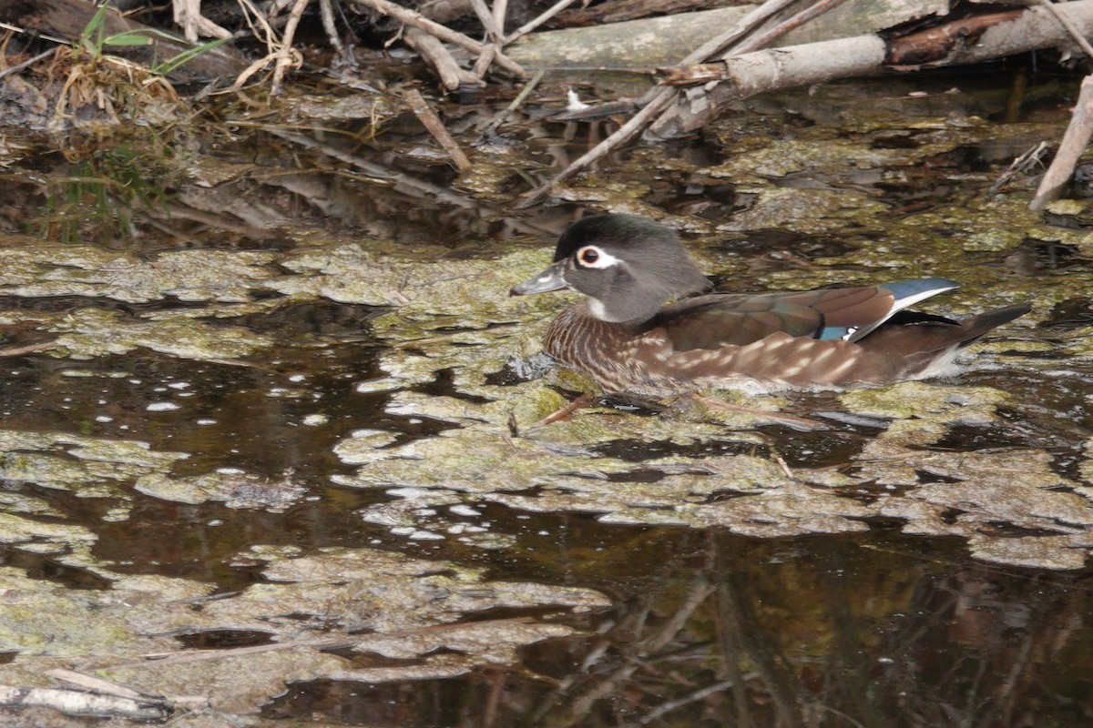 Wood Duck - George Clulow