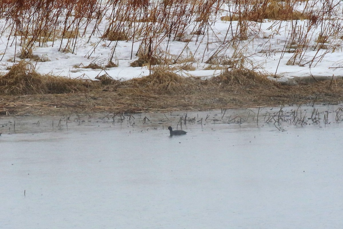 American Coot - ML146755861