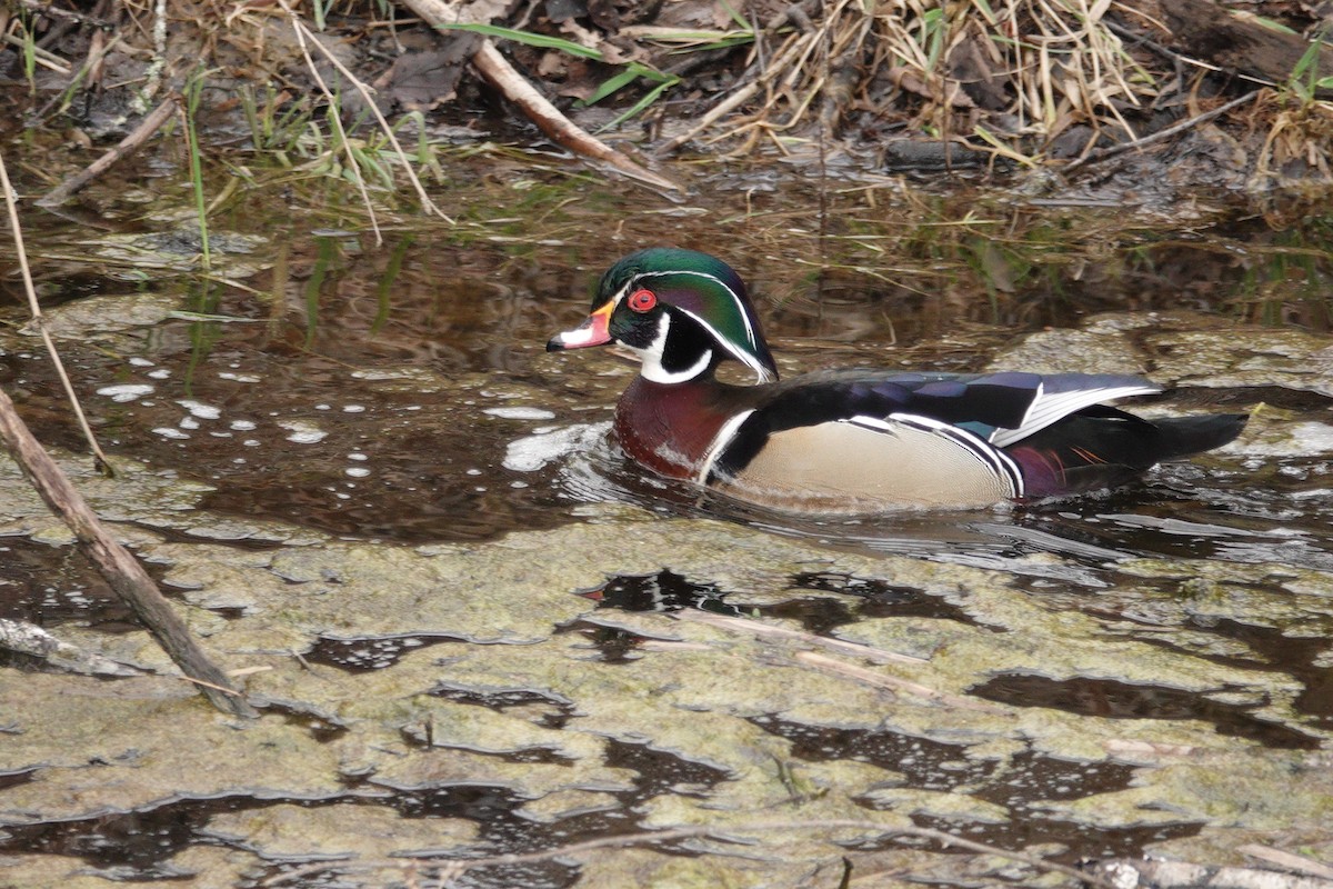 Wood Duck - George Clulow