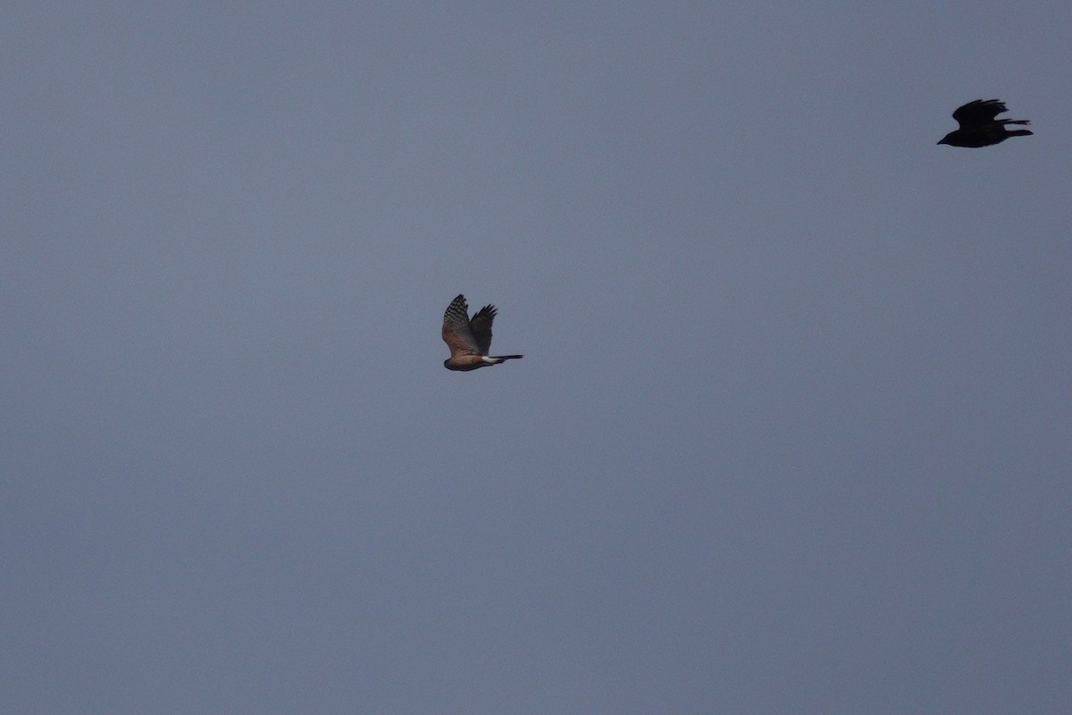 Cooper's Hawk - ML146756271