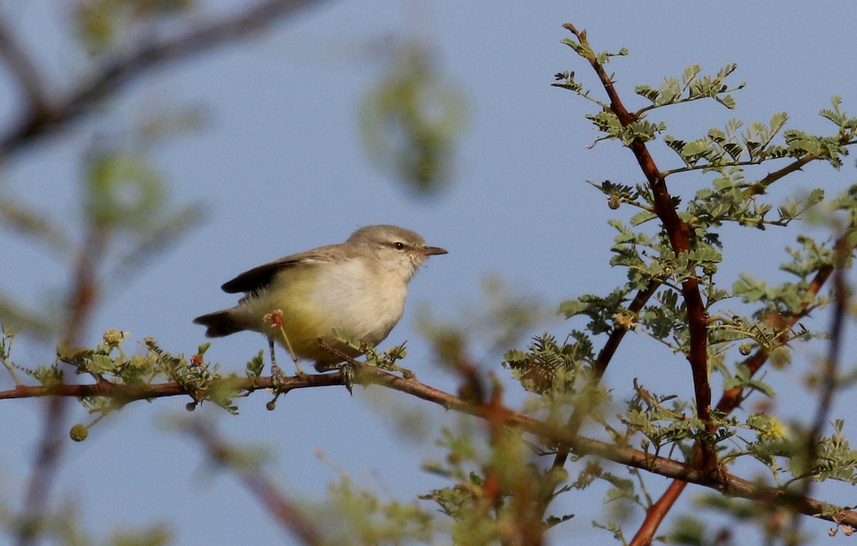 Yellow-bellied Eremomela - ML146756321