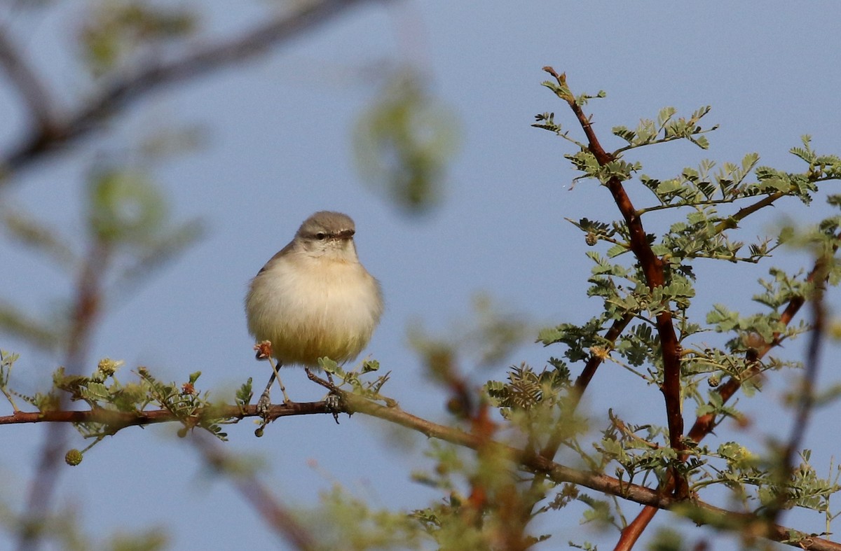 Yellow-bellied Eremomela - ML146756361