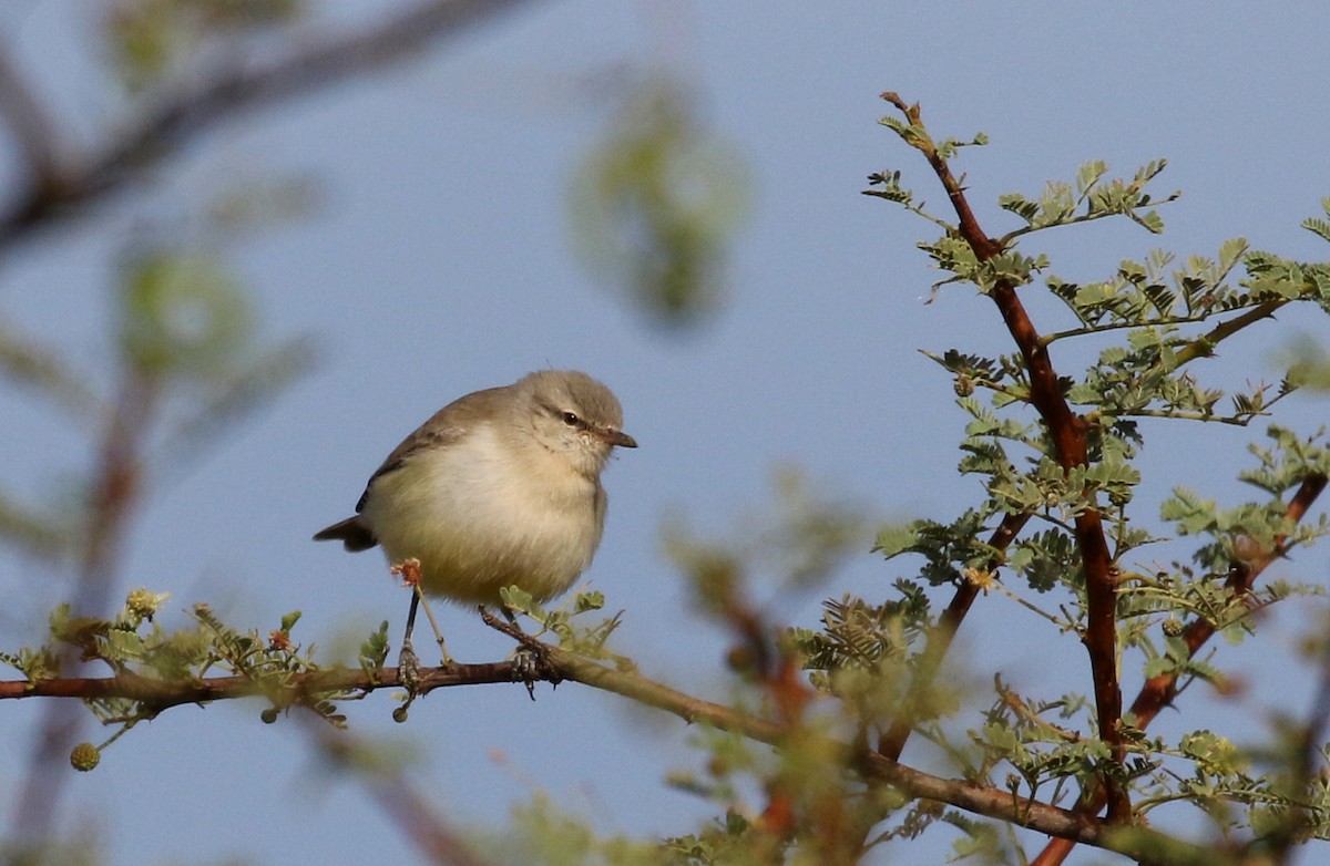 Yellow-bellied Eremomela - ML146756411