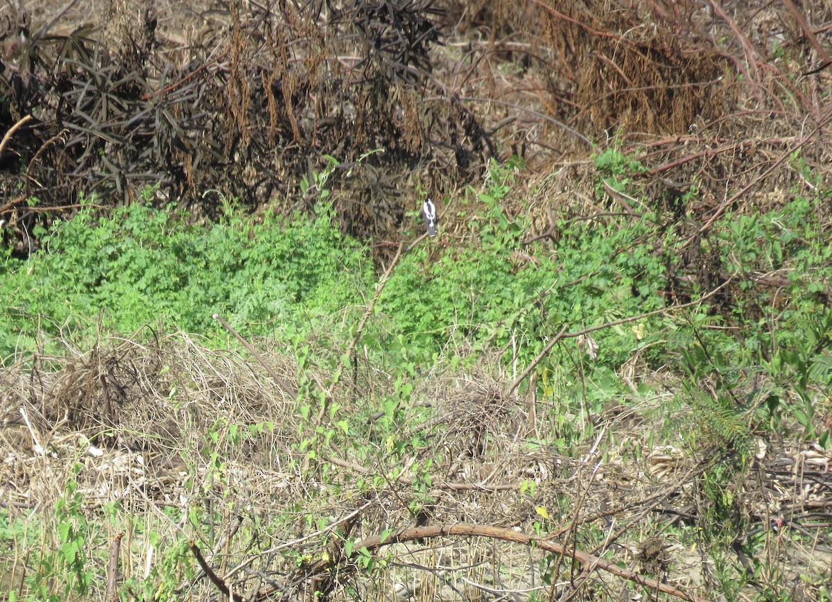 Pied Water-Tyrant - ML146756421