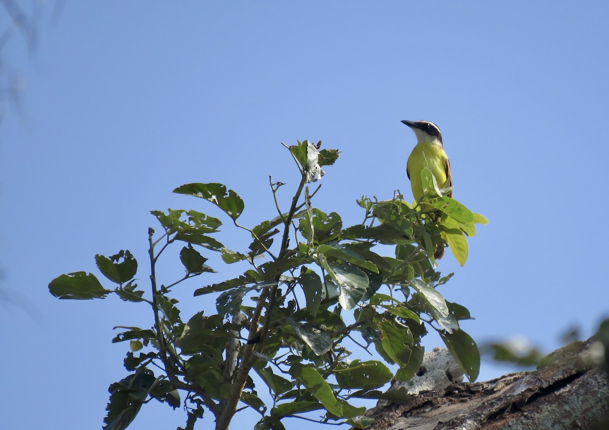 Great Kiskadee - ML146756531