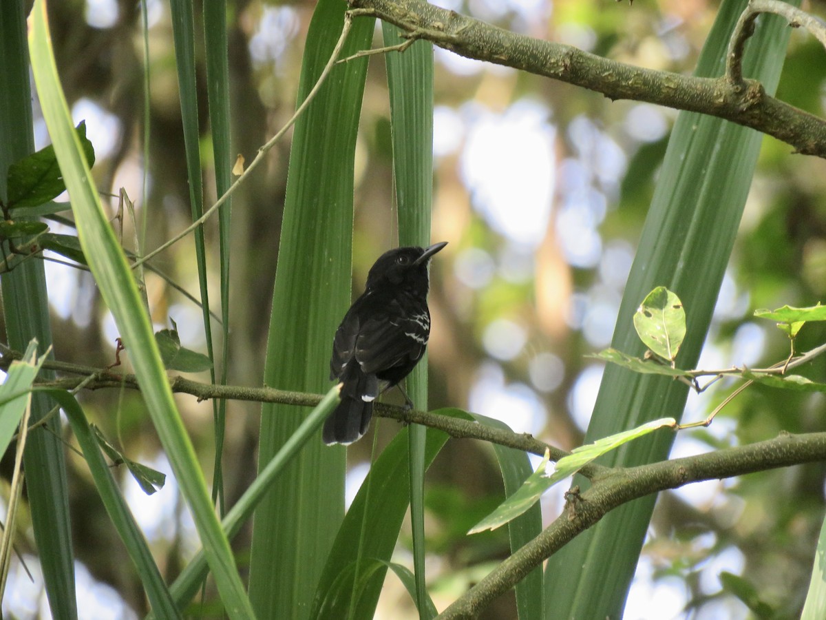 Black Phoebe - ML146757081