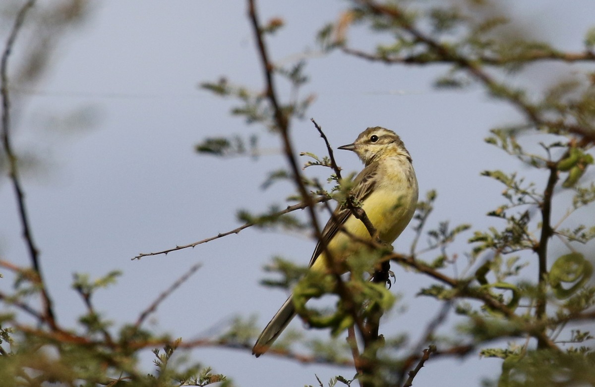 Western Yellow Wagtail - Jay McGowan