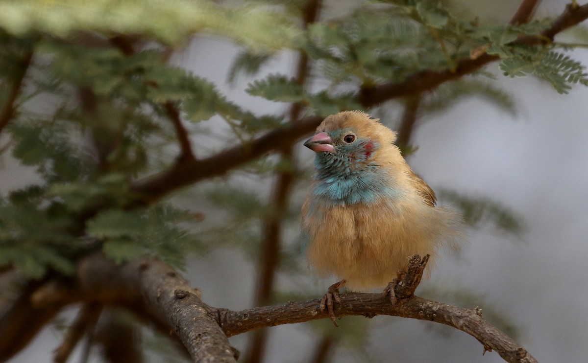 Red-cheeked Cordonbleu - Jay McGowan