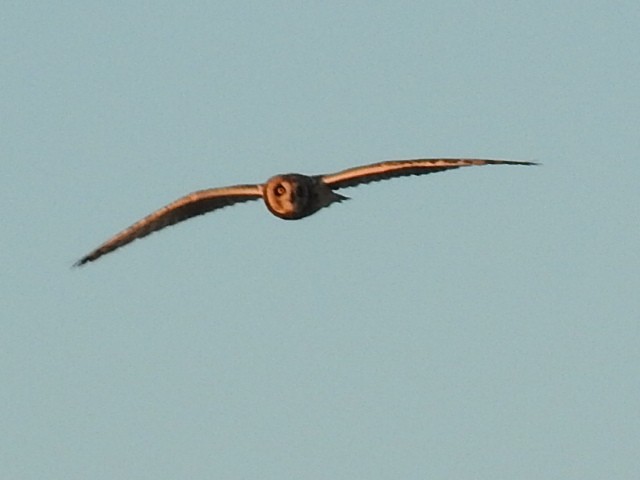 Short-eared Owl - ML146759161