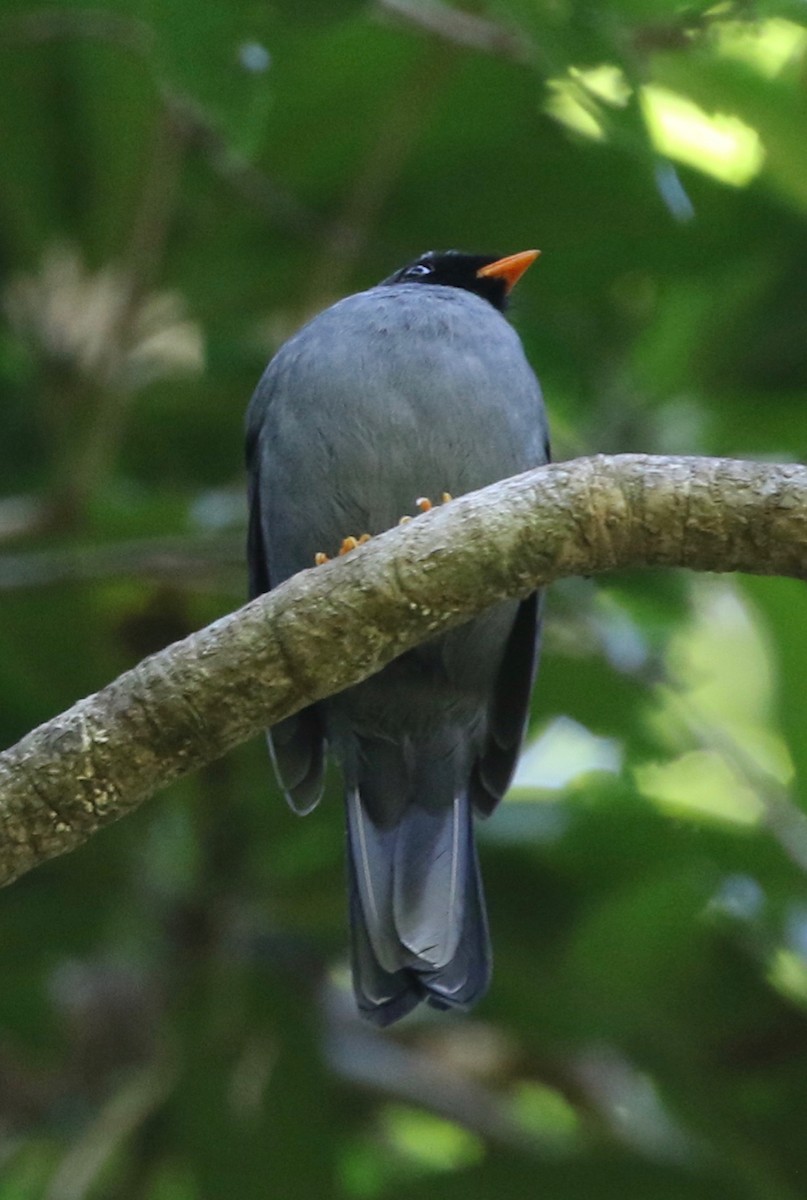 Black-faced Solitaire - ML146761041