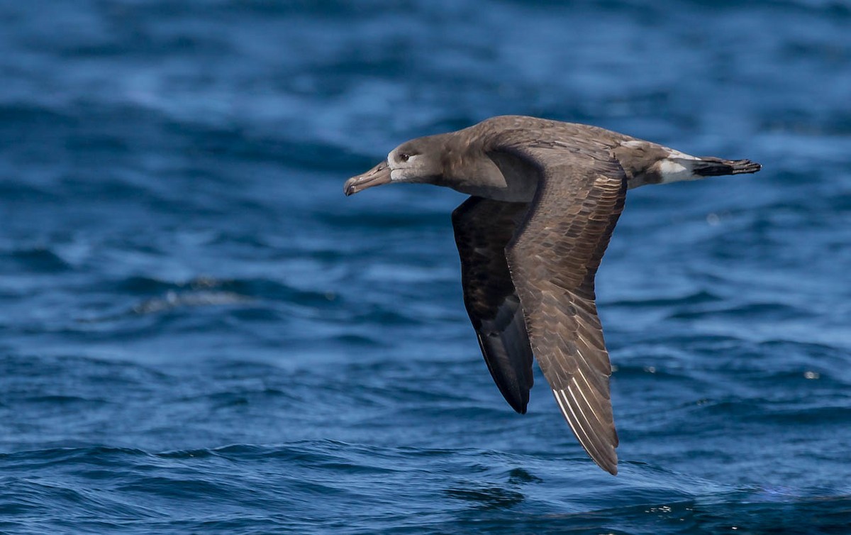 Black-footed Albatross - Melissa Hafting