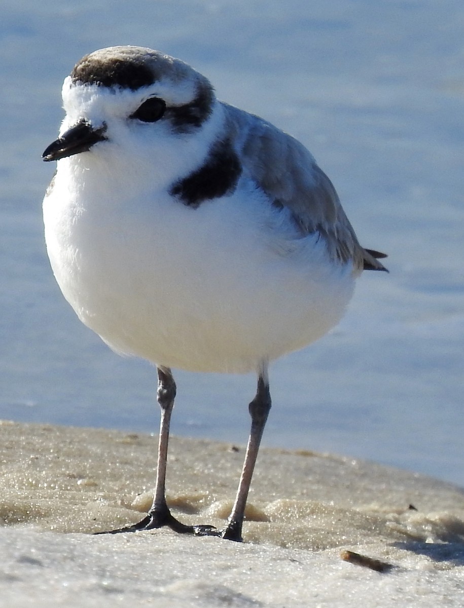 Snowy Plover - Eric Haskell