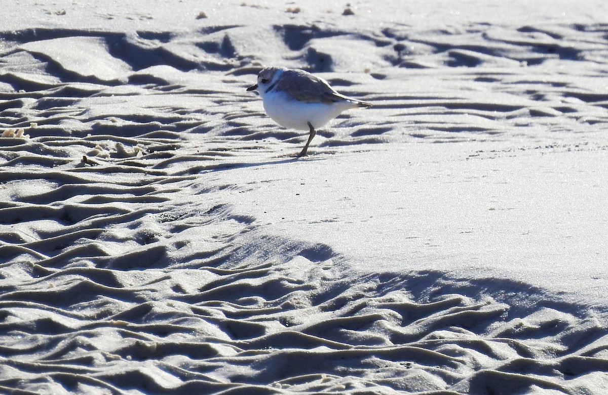 Snowy Plover - Eric Haskell