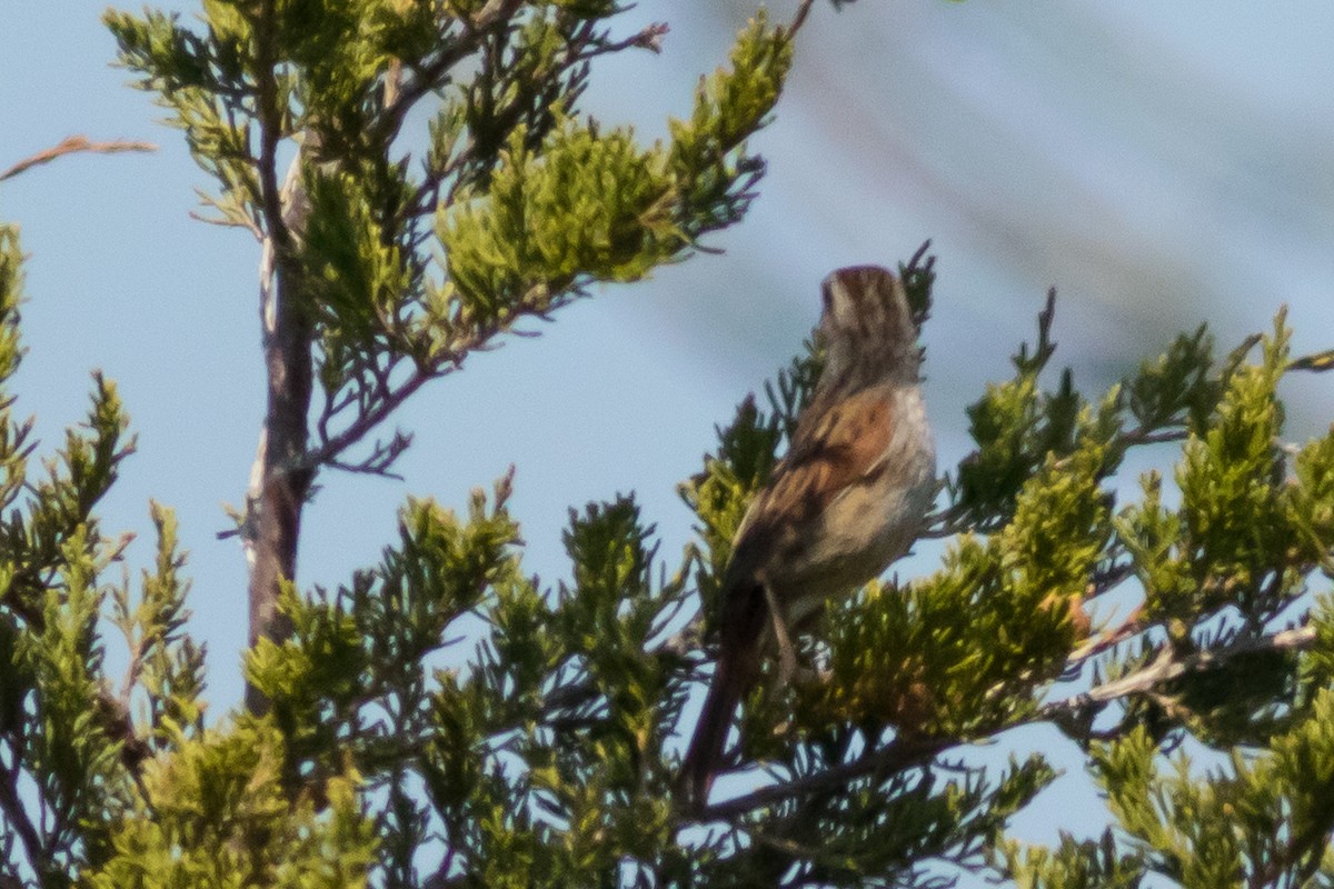 Swamp Sparrow - ML146762381