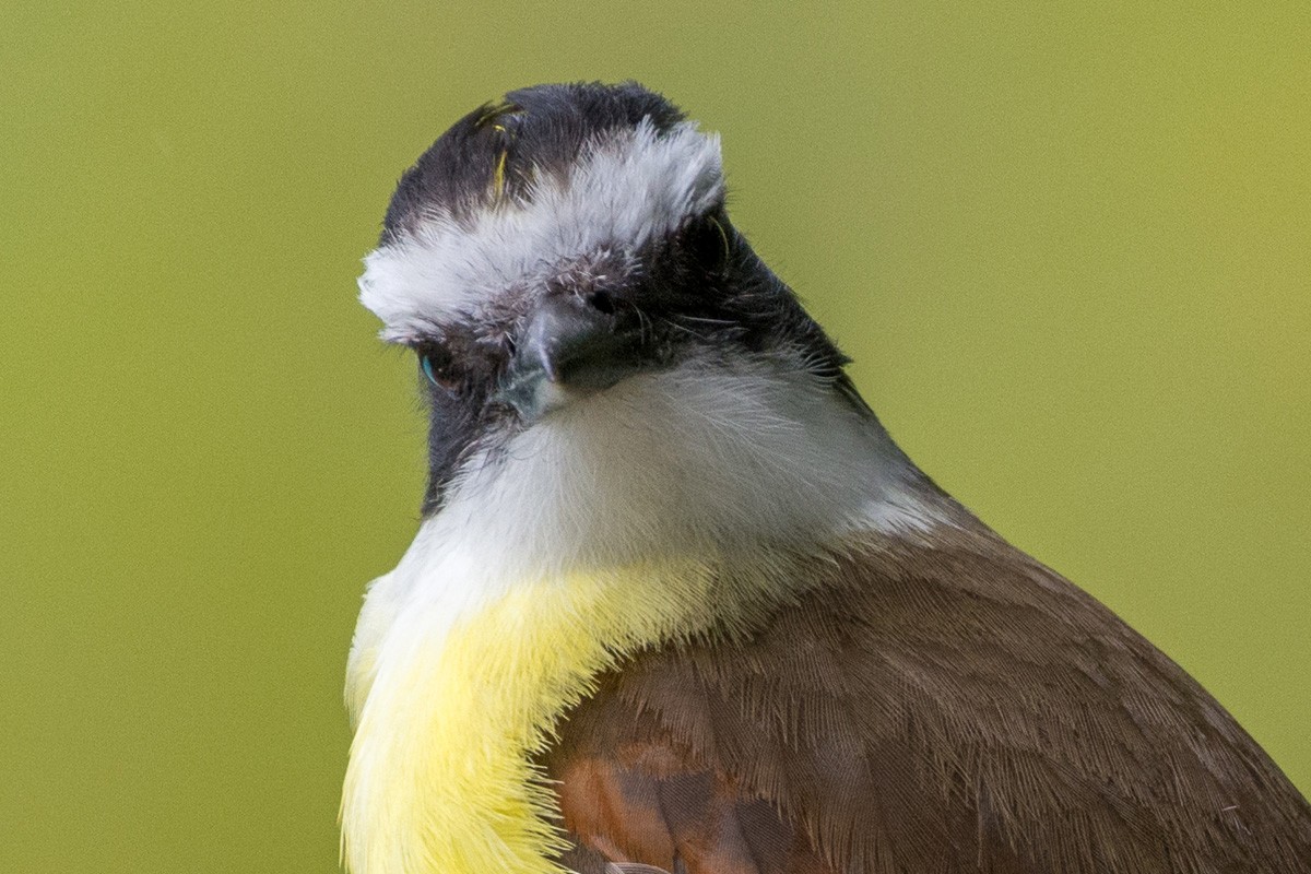 Great Kiskadee - ML146762511