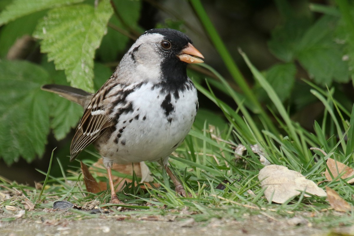 Harris's Sparrow - Liam Singh