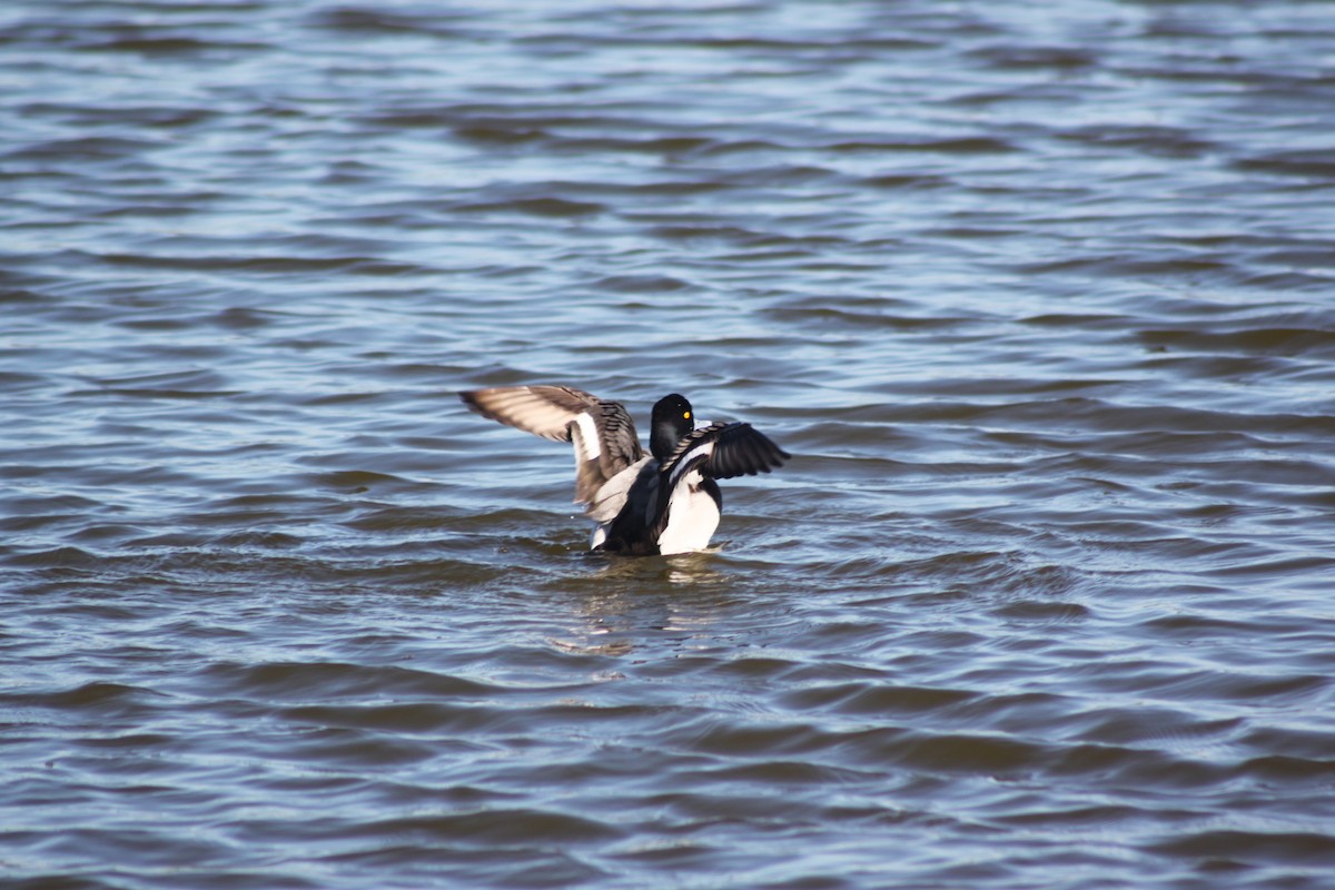 Lesser Scaup - Greg Whittaker