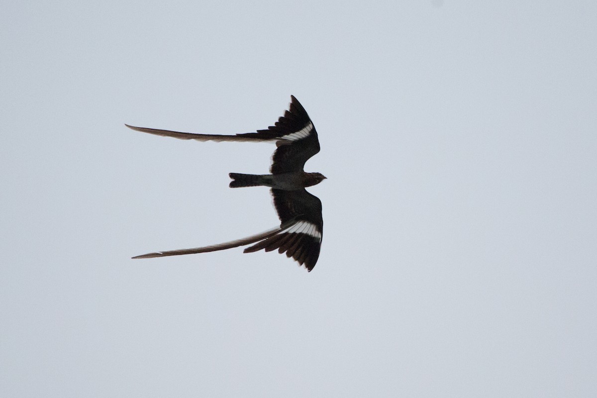 Pennant-winged Nightjar - Laura Keene