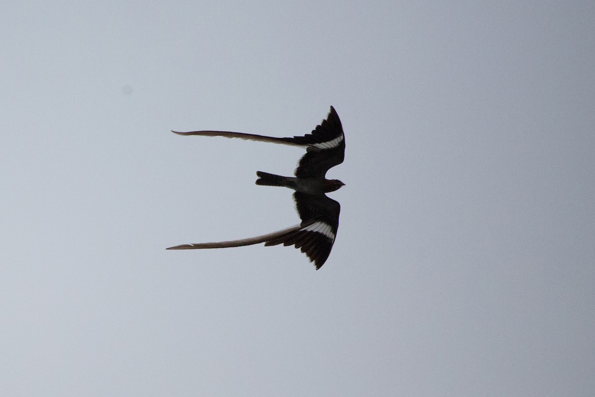 Pennant-winged Nightjar - Laura Keene