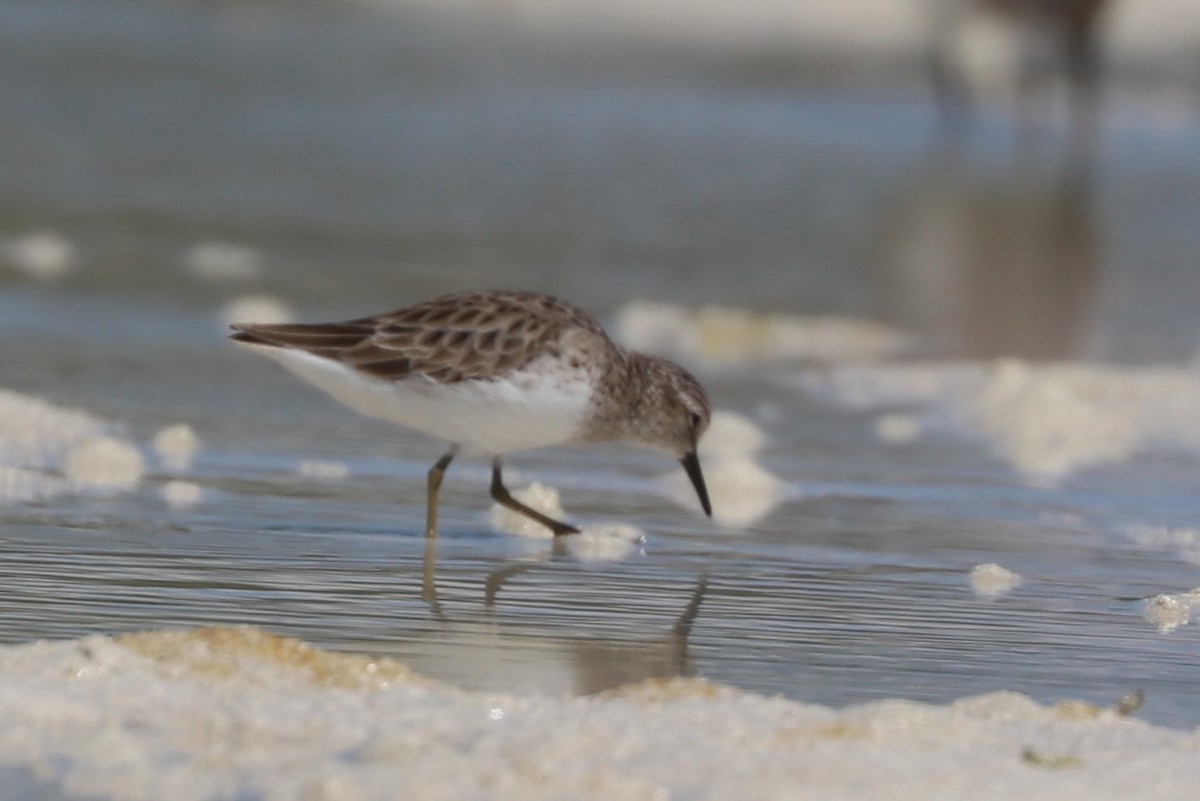 Least Sandpiper - ML146766391