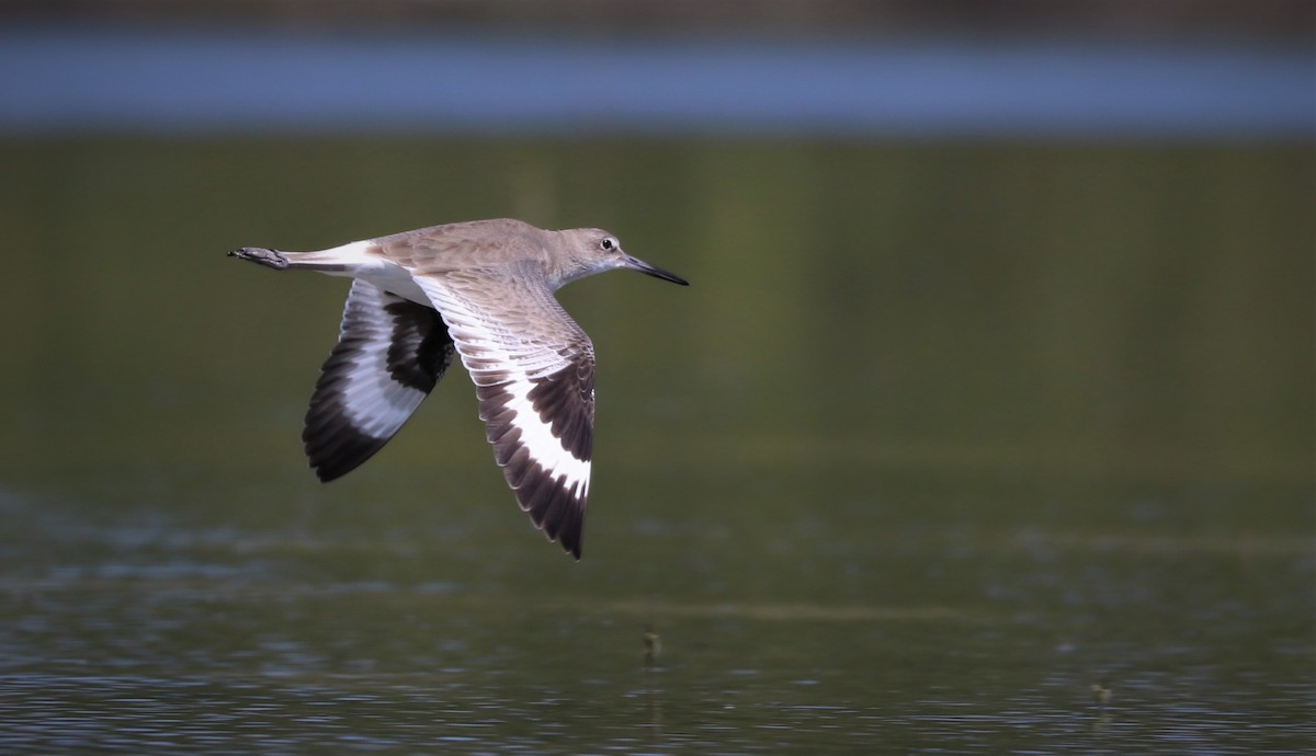 Willet - ML146766941