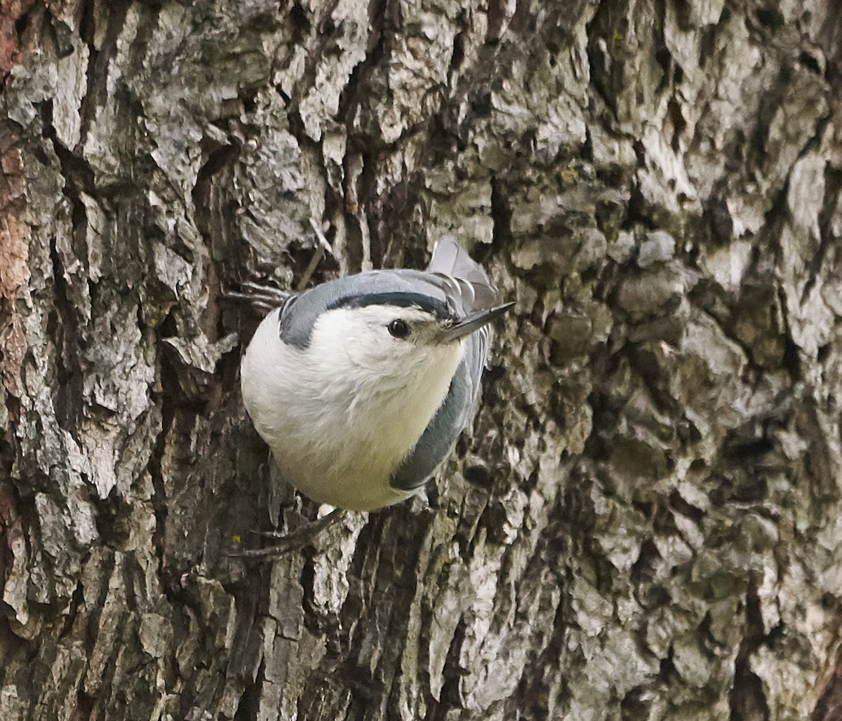 White-breasted Nuthatch - Brooke Miller