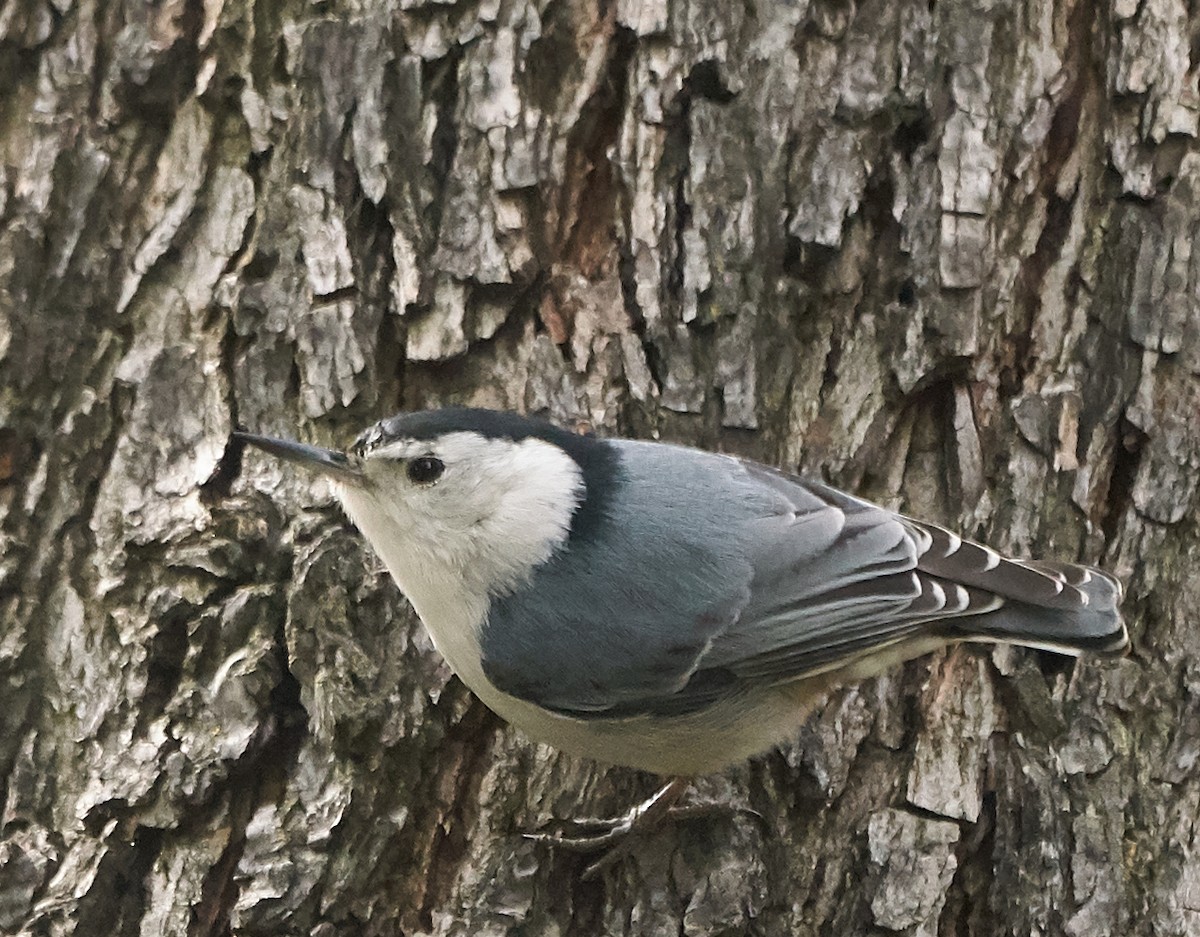 White-breasted Nuthatch - Brooke Miller