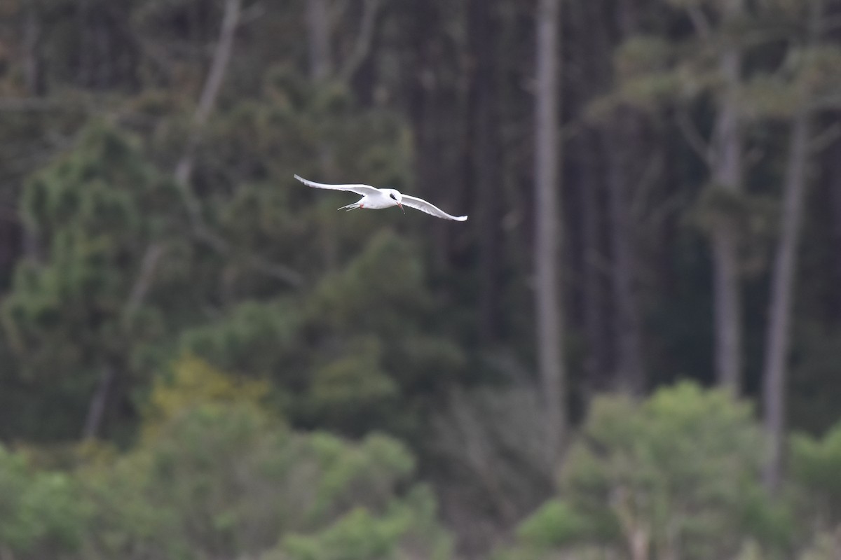 Forster's Tern - Patty Masten