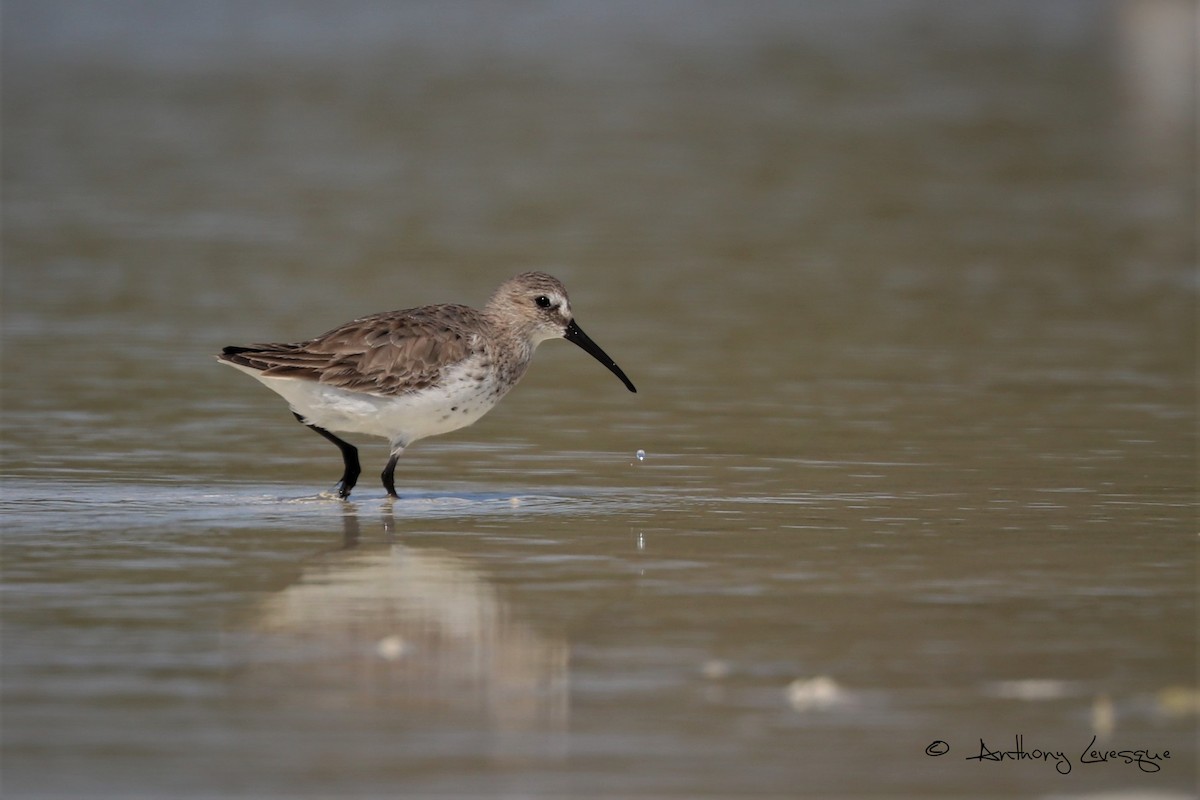 Dunlin - ML146767541