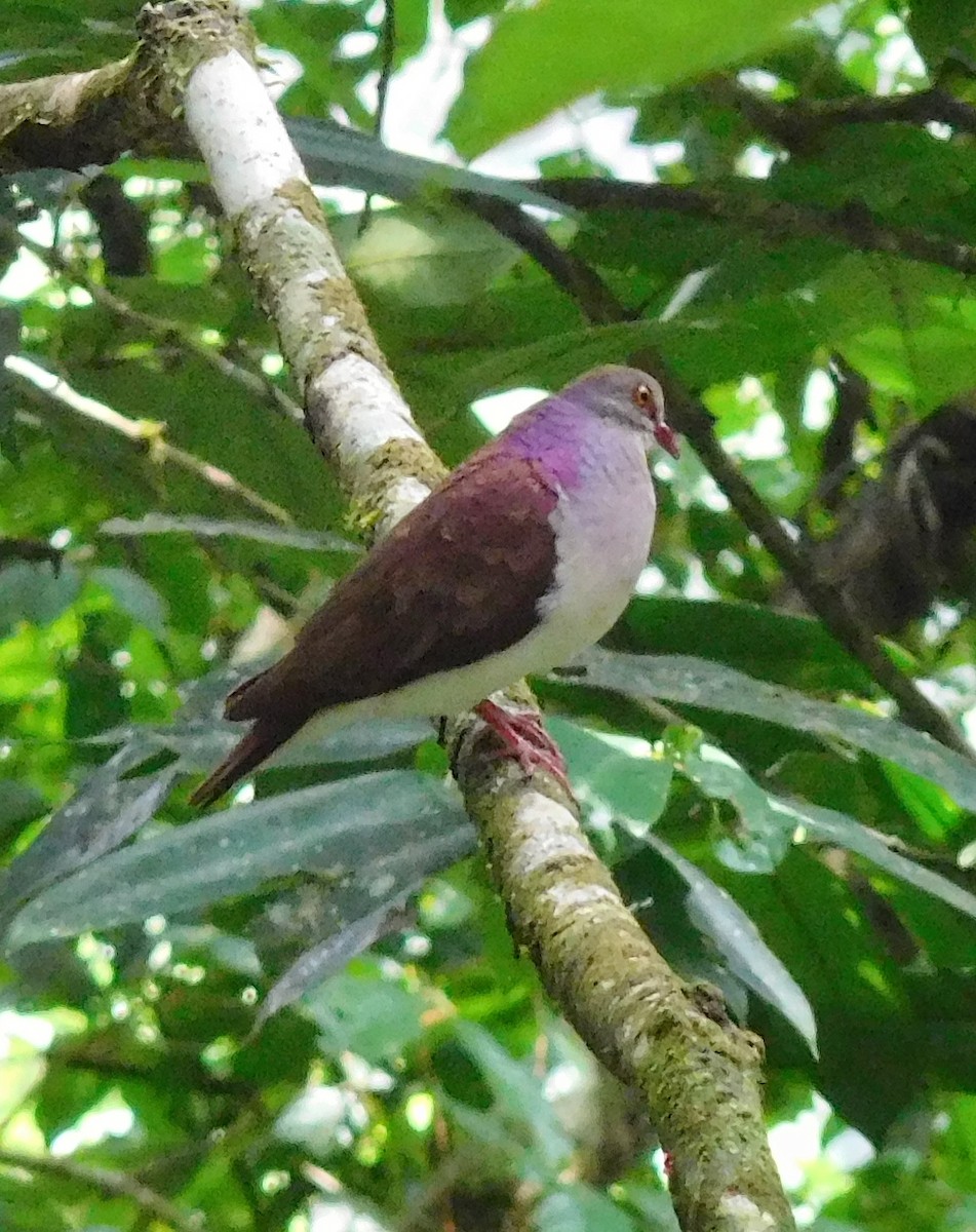 Colombe à nuque violette - ML146770421