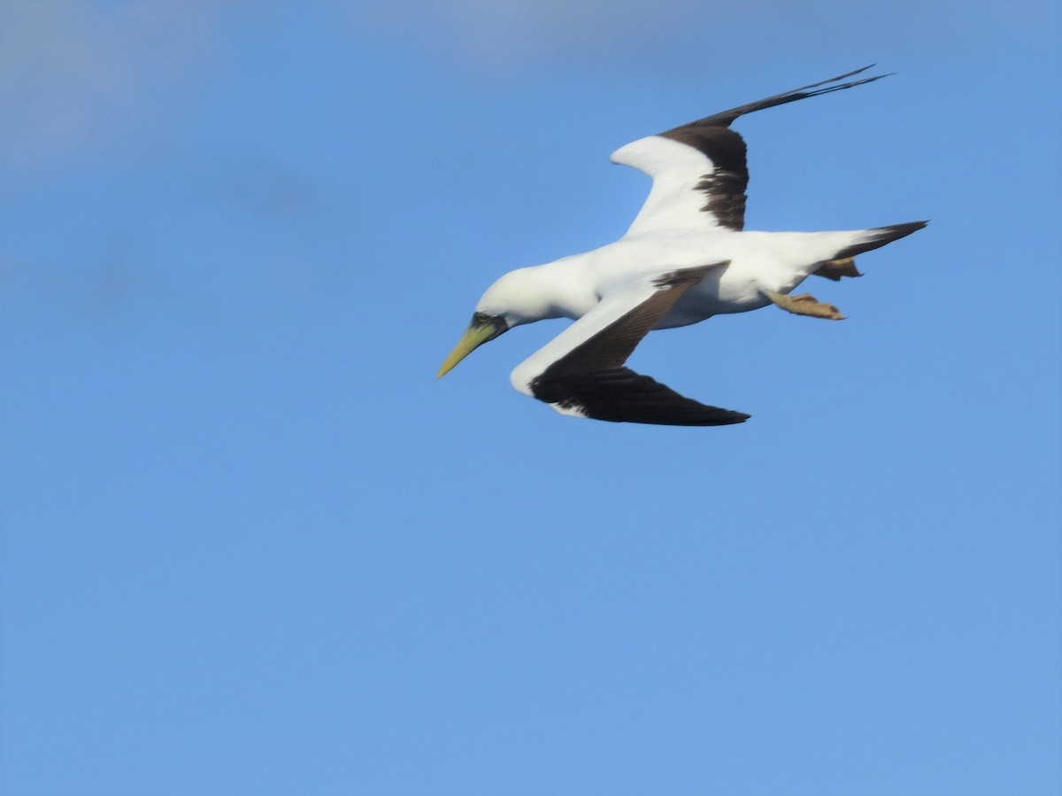 Masked Booby - ML146770531