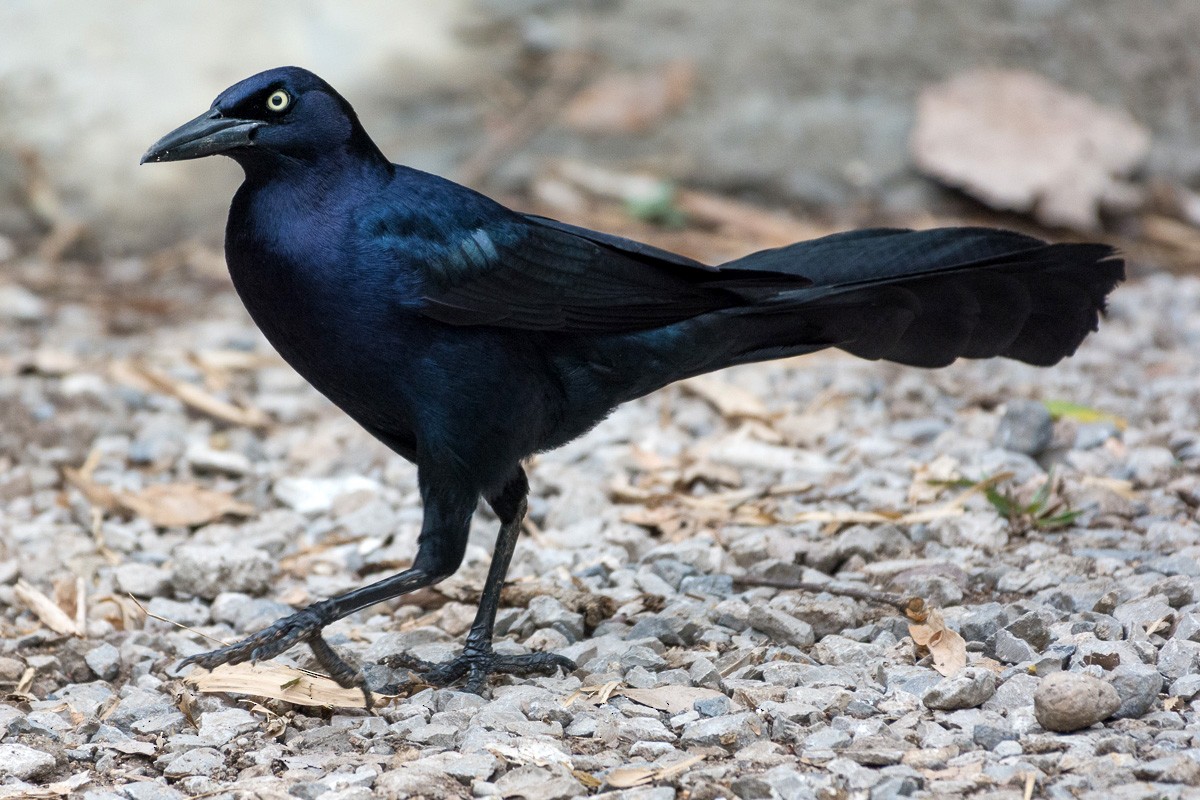 Great-tailed Grackle - ML146771571