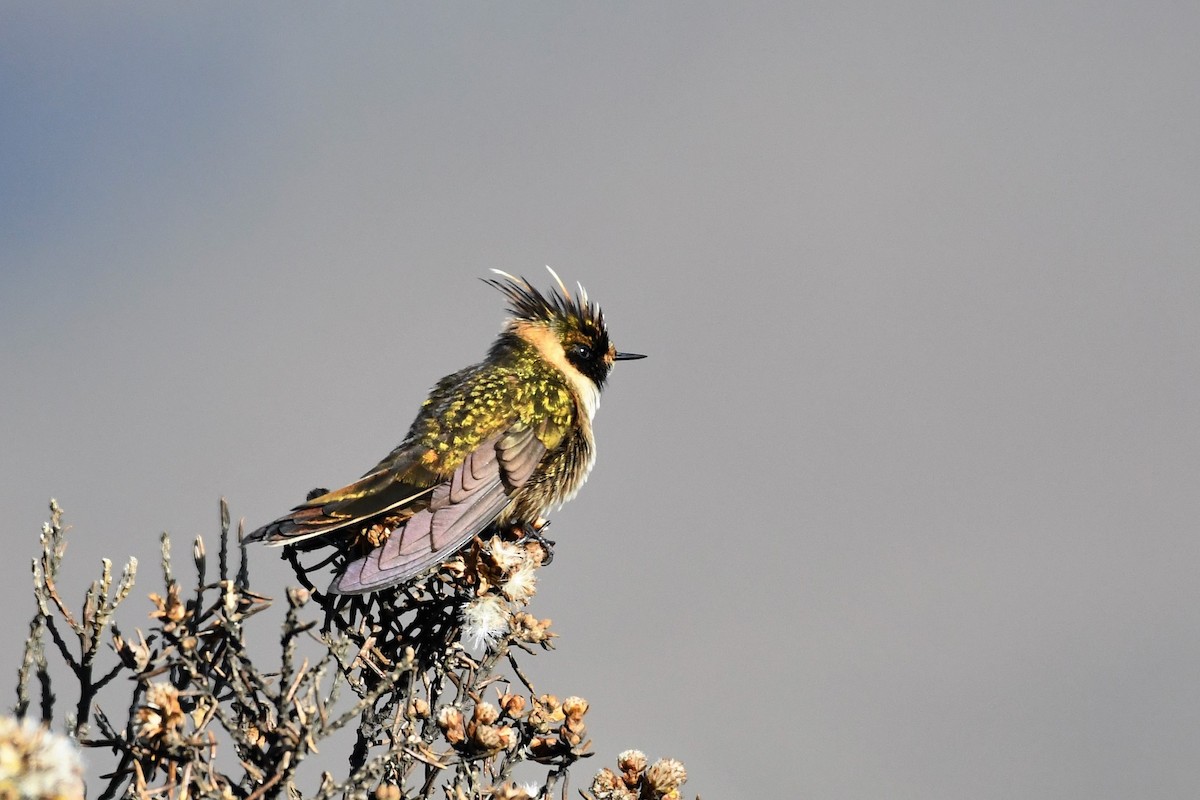 Colibrí Chivito del Nevado del Ruiz - ML146772191