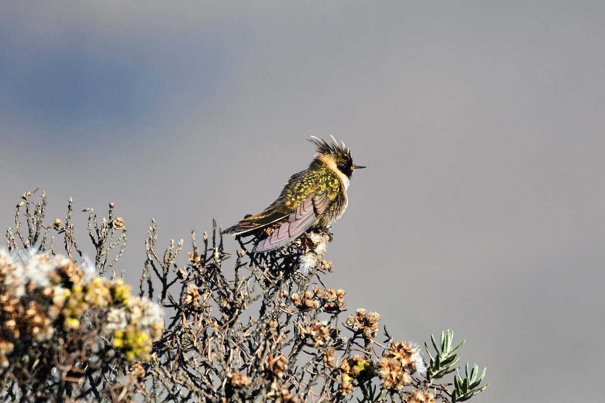 Colibrí Chivito del Nevado del Ruiz - ML146772201