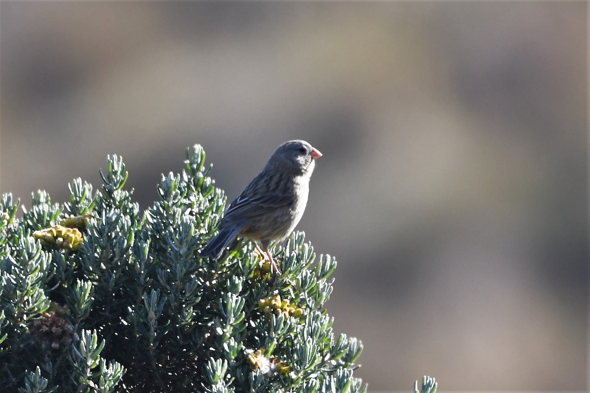 Plain-colored Seedeater - ML146772331