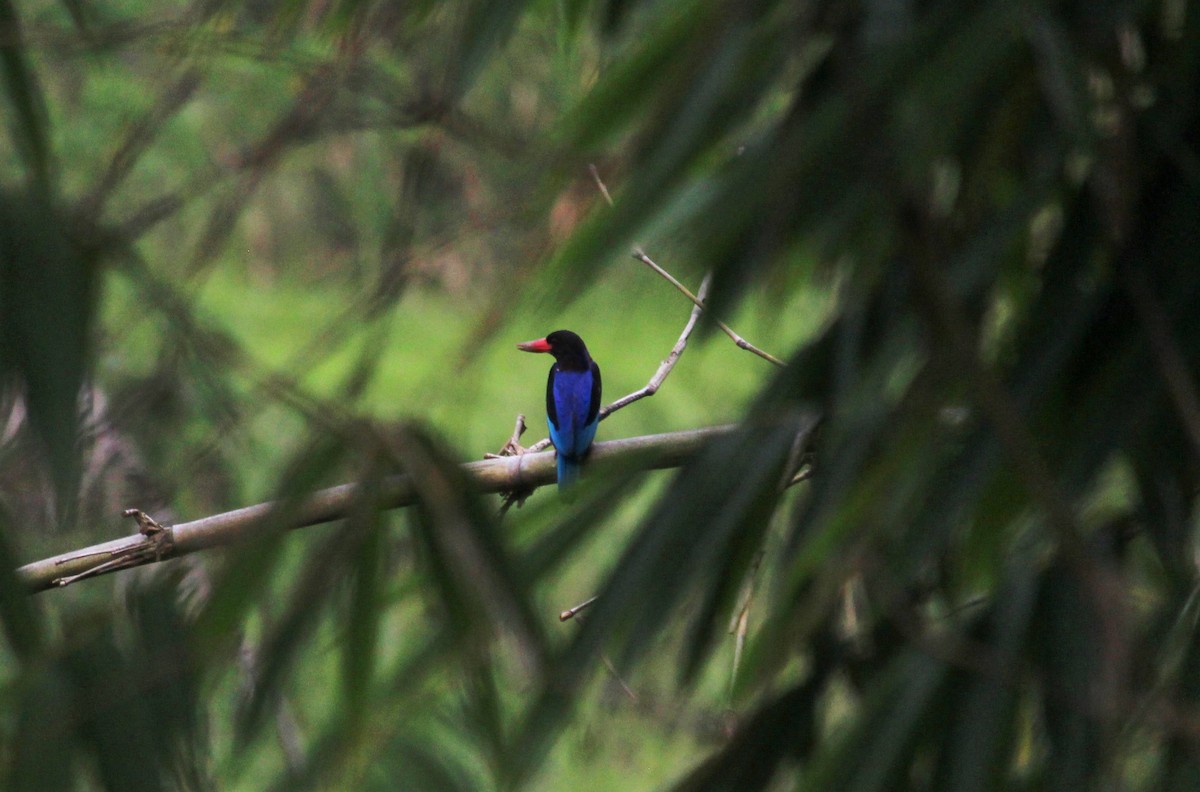 Javan Kingfisher - ML146772881