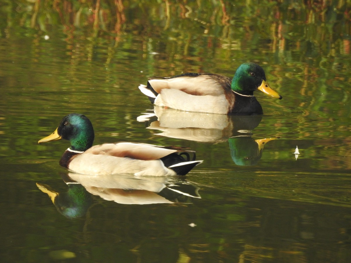 Canard colvert - ML146774461