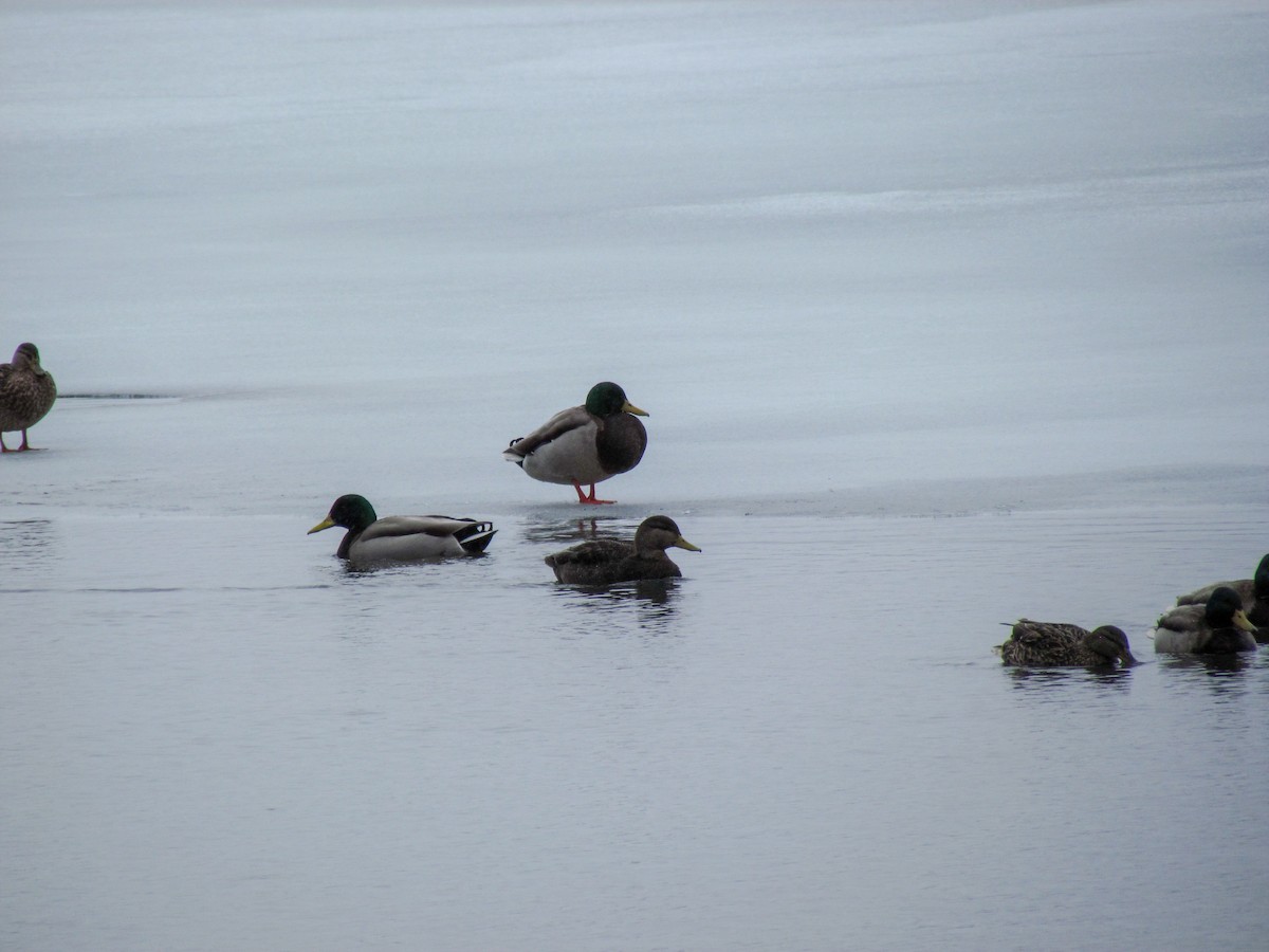 Mallard - Jessica Mottor