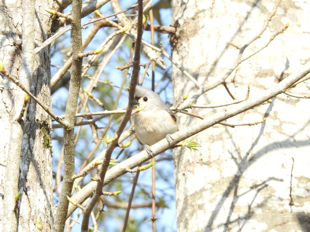 Tufted Titmouse - David Booth