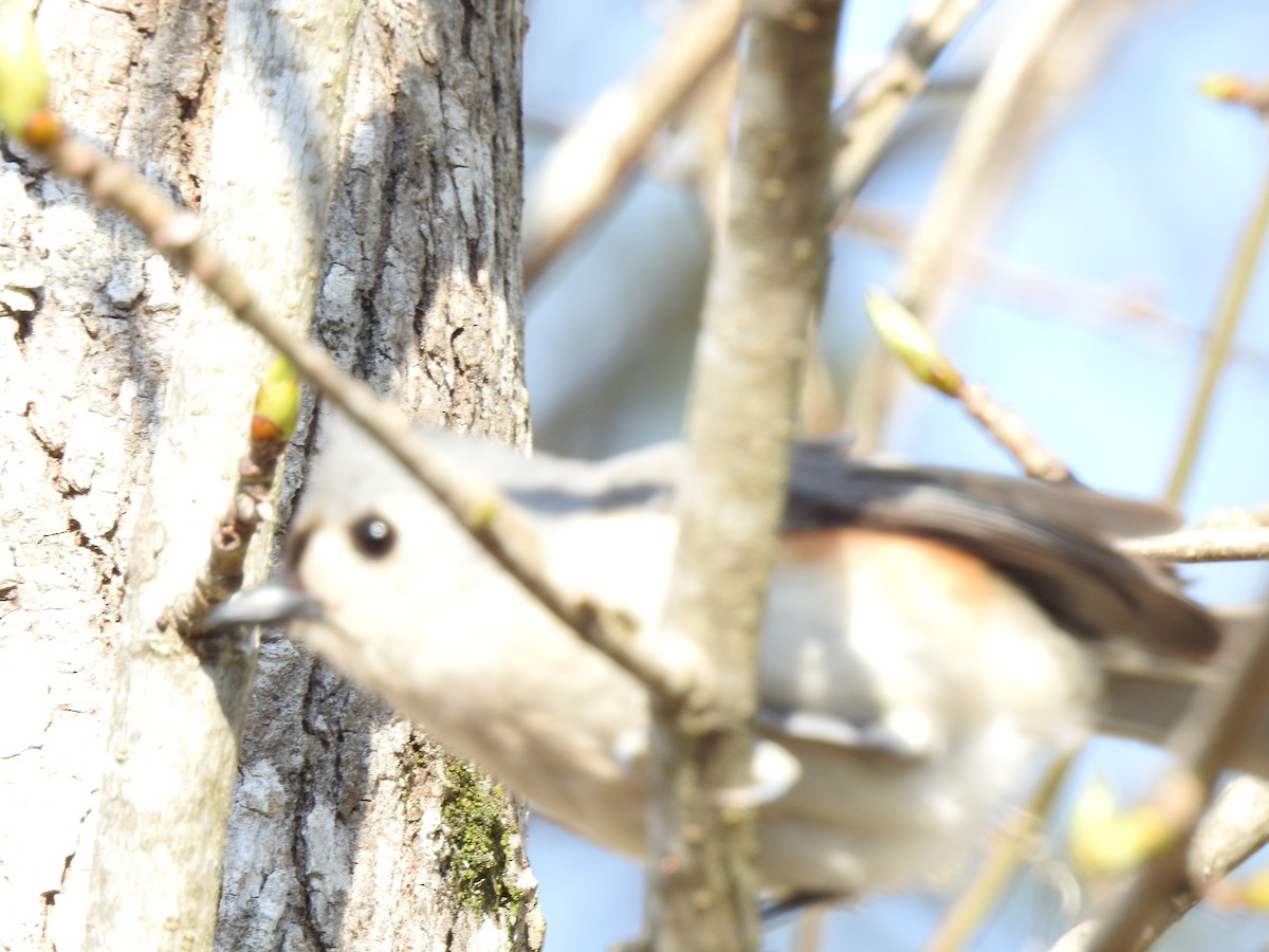 Tufted Titmouse - David Booth