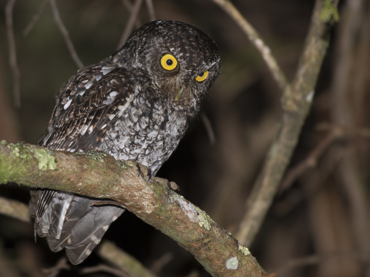 Bearded Screech-Owl - ML146781561