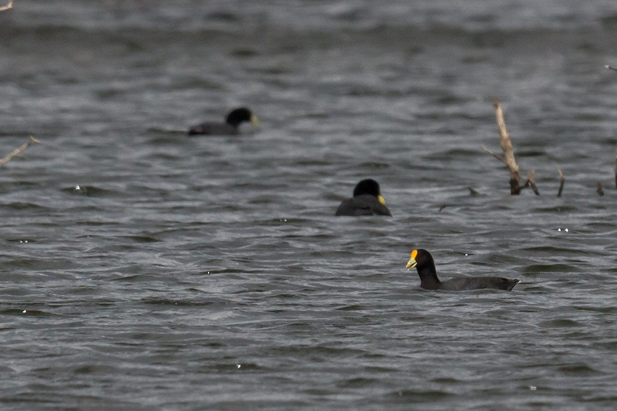 White-winged Coot - Patricia Alfredo